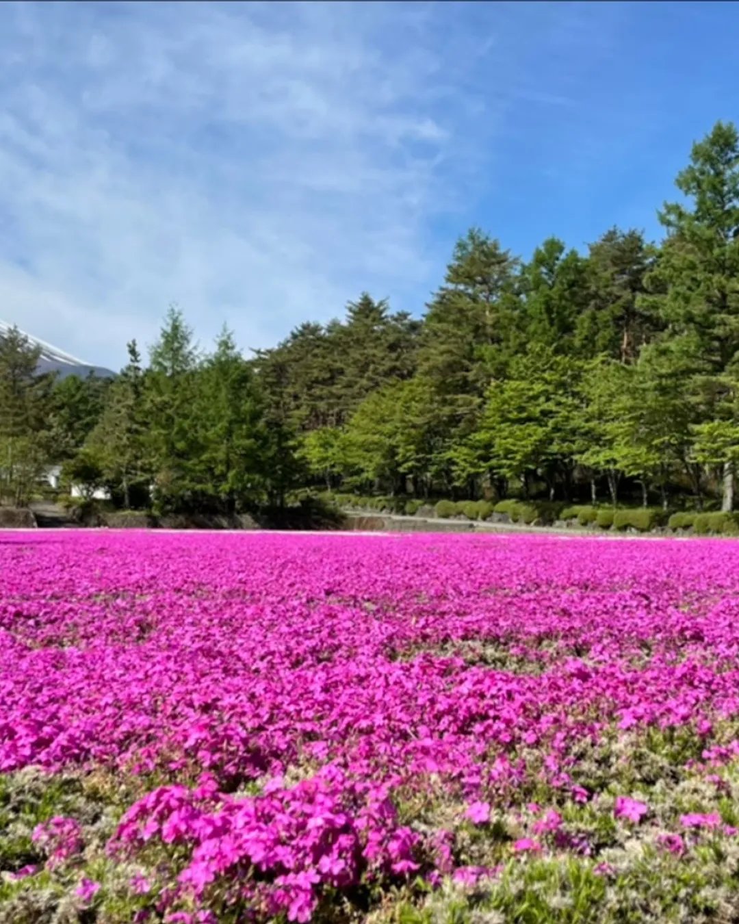 🏞️ 오카자키 중앙 종합 공원 (오카자키 추오 소고 코엔) 이미지 7